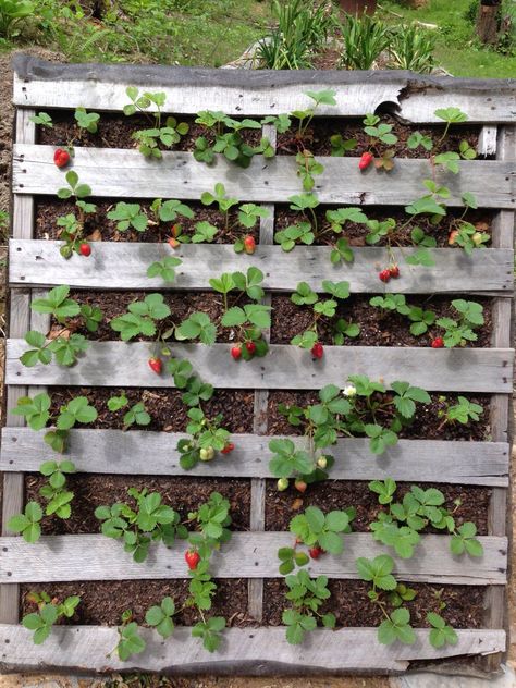 Strawberry Pallet Planter!!!  Pinterest Success Story!!  I saw this on here and was able to duplicate it!!  Yay me!! Strawberry Planter Pallet, Palette Planter, Strawberry Planters Diy, Pallet Planter Diy, Vertical Pallet Garden, Pallet Gardening, Herb Garden Pallet, Vertical Garden Design, Strawberry Planters