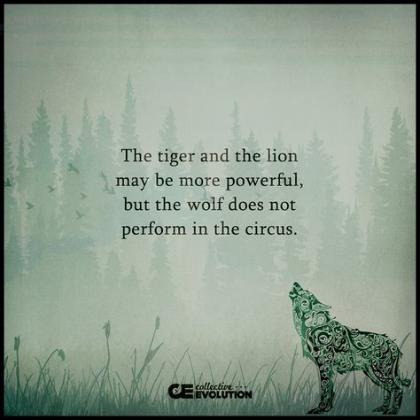 The tiger and the lion may be more powerful, but the wolf does not perform in the circus. Underdog Quotes, Introvert Quotes, The Circus, Quotes That Describe Me, The Tiger, The Wolf, Powerful Quotes, Education Quotes, The Lion