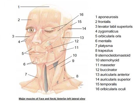 Study guide for esthetics. Esthetics State Board Exam, Esthetics Study Notes, Cosmetology Study Guide, Esthetician Instructor, Beauty Therapy Aesthetic, Esthetician Study Guide, Esthetician School Aesthetic, Teaching Esthetics, Esthetics Student