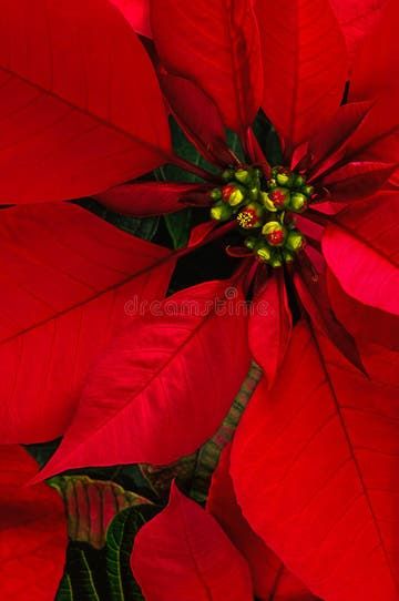 Poinsettia Photography, December Birth Flower, Christmas Plants, Poinsettia Flower, Christmas Poinsettia, Tropical Garden, Birth Flowers, Flower Photos, Poinsettia