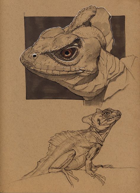 Animal Drawings Sketches, Animal Study, Desenho Tattoo, Arte Sketchbook, Scientific Illustration, Animal Sketches, Sketchbook Inspiration, 판타지 아트, Lizards