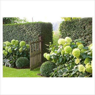 Hydrangeas in front of evergreen hedge                                                                                                                                                                                 More Front Yard Hedges, Evergreen Hedge, Garden Hedges, Hydrangea Garden, Garden Shrubs, Have Inspiration, Front Yard Garden, White Gardens, Garden Cottage