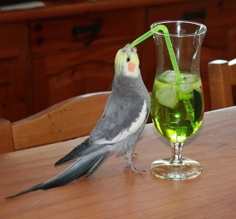 Fail: actually more like a SUCCESS. Get your drink on, little guy. | 15 Animals That Have Committed Huge Pinterest Fails Chien Golden Retriever, Photo Animaliere, Bird Quotes, Funny Parrots, Funny Birds, 웃긴 사진, Pet Bird, Bird Pictures, Pretty Birds