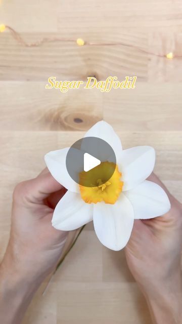 🌸 BECKY ⎸ sugar flower art 🌸 on Instagram: "•DAFFODIL• Maybe I should plant her in my garden?   I have a wired petal, daffodil tutorial on YouTube in you’re interested. But I’m thinking I should update it for a non wired version as well. You know, just to have options ☺️.  #sugarflowers #gumpasteflowers #springcake #springflower #cakedecorating #cakedesign #sugarpaste #caketoppers #youtubetutorial #youtubeartist #handmadeartist #edibleart #ediblegarden #handmadeflower" Gum Paste Flowers Tutorials, Sugar Flowers Tutorial, Spring Cake, Gumpaste Flowers, Art Of Flowers, Gum Paste Flowers, Daffodil Flower, Sugar Craft, Foam Flowers