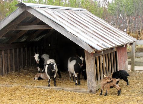 Goat Barn idea Sheep Shelter, Goat Feeder, Goat Shed, Goat Shelter, Goat Pen, Goat House, Goat Care, Goat Barn, Raising Goats