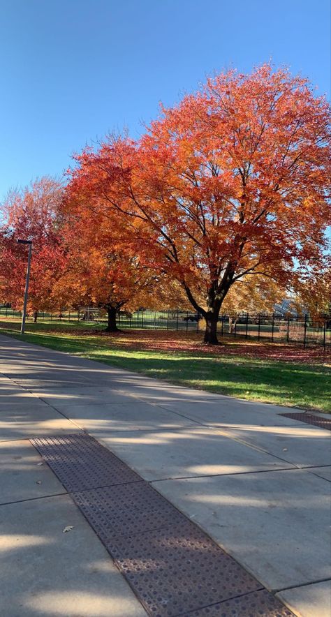 Msu Campus, Fall Michigan, Aesthetic Fall, College Campus, Maple Tree, Pure Michigan, Fall Aesthetic, Fall 2022, Michigan State