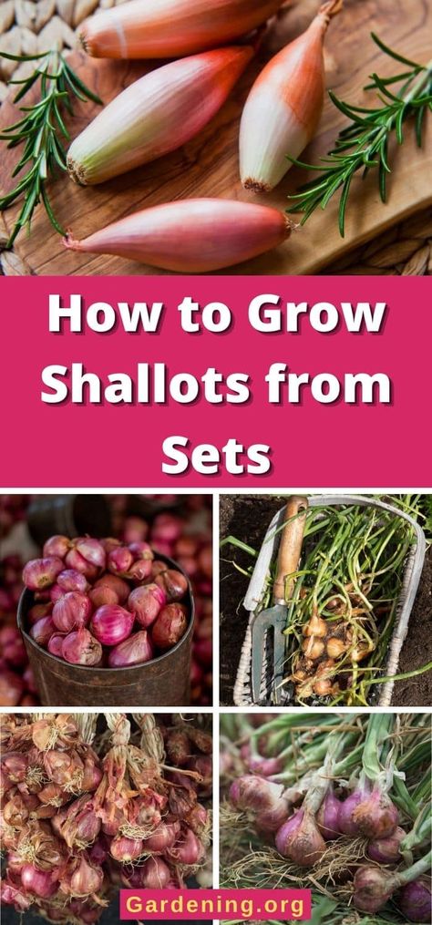 How to Grow Shallots from Sets How To Grow Shallots, Grow Shallots, Growing Shallots, Growing Onions From Seed, Garden Knife, Homestead Recipes, Growing Cilantro, Garden Plot, Onion Bulbs