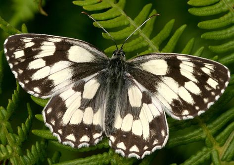 The Marbled-White (Melanargia galathea) is a butterfly in the family Nymphalidae. Found across most of Europe (It is not found in Ireland , North Britain and Scandinavia, Portugal or Spain ), south Russia, Asia Minor and Iran. There is an isolated population in Japan. Caterpillar Insect, Wife Tattoo, Black And White Butterfly, Pictures Of Insects, Beautiful Butterfly Photography, Green Veins, Madame Butterfly, Moth Caterpillar, Butterfly Species