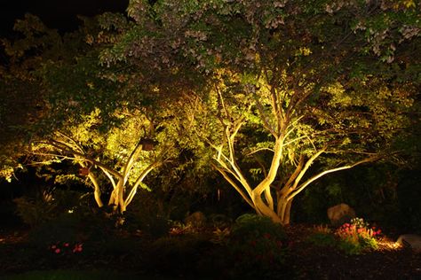 Uplight trees around perimeter of reception area (cancel this if we are aiming to keep down lighting cost) Tree Uplighting, Outdoor Tree Lighting, Uplighting Wedding, Goth Houses, Inspiration Designs, Landscape Lighting Design, Outdoor Trees, Tree Canopy, Lighting Concepts