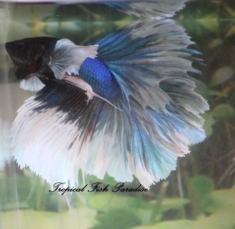 Blue Iridescent Dumbo/Big Ear/Elephant Ear Halfmoon HM Imp Male Betta Fish# Male Betta Fish, Betta Aquarium, Pretty Fish, Salt Water Fish, Betta Fish Tank, Beta Fish, Water Animals, Ocean Fishing, Elephant Ears