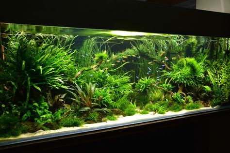 Aquarium For Home, Betta Sorority, Office Aquarium, Tank Terrarium, Tanaman Air, Biotope Aquarium, Fish Aquarium Decorations, Freshwater Plants, Fish Tank Themes