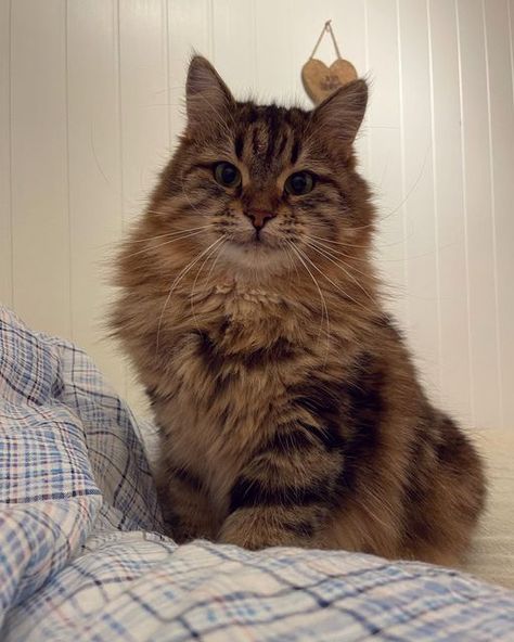 Tabby Siberian Cat, Tabby Cat Fluffy, Siberian Cat Aesthetic, Fluffy Tabby Cat, Siberian Cats, Break Your Heart, Tabby Cats, Rare Cats, Make A Decision