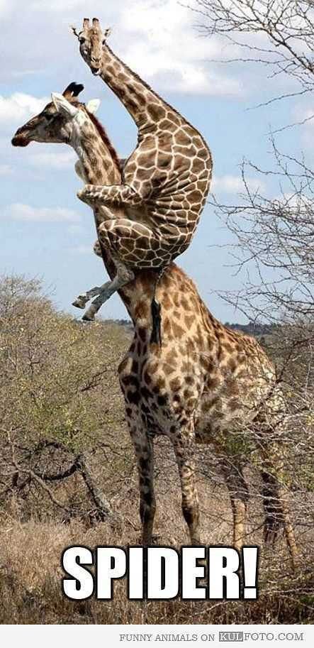 37 Funny Pictures That Will Make You Laugh. Funny Giraffe Pictures, Feeding Giraffe Pictures, Giraffe Pictures, Funny Frog Memes Hilarious, Funny Giraffe, Giraffe Memes Funny, Frog Memes Hilarious, Lizard Memes Hilarious, Funny Animals