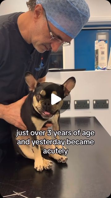 Broken Biscuits Charity on Instagram: "Thank you 🙏 Dr Noel Fitzpatrick for helping bring awareness to the plight of French Bulldogs this morning 🙌  Noel’s shared story of little Doris will give our campaign a massive boost hopefully in the right direction to bring about changes with this breed . They so desperately need our joint voices to speak on their behalf about this back breaking issue .   Our French Bulldog families are battling too often on their own , behind closed doors up and down the UK 🇬🇧 . This crippling condition - IVDD affects Frenchies more than any other breed 🫣yet  gets very few mentions on those popularity leader boards when picking a pet or in their advertising.   Please 🙏 Join us in sharing our communities stories, send us yours ! Be apart of the campaign for ch Adult French Bulldog, Broken Biscuits, Frenchie Pug, Mini French Bulldogs, Dog Haircut, Baby French Bulldog, French Bulldog Breed, Dog Haircuts, Frenchie Bulldog