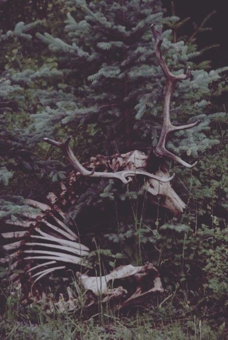 Deer Skeleton, Dead Forest, Animal Skeleton, Dark Naturalism, Dark Forest Aesthetic, Animal Skeletons, Vulture Culture, Dark Nature Aesthetic, Dark Cottagecore