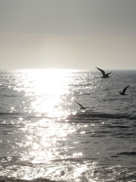 Late afternoon flight Surf Lifestyle, Smartphone Wallpaper, Birds Flying, Dragon Age, Beach Vibe, Beach Photography, White Photography, Nature Beauty, Beach Life