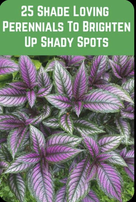 Plants That Love Shade, Shade Loving Shrubs, Shade Landscaping, Shade Garden Design, Shade Loving Perennials, Tattoo Plant, Shade Garden Plants, Shade Flowers, Garden Wallpaper