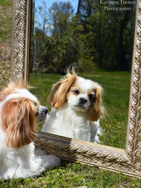 Creative Dog Photoshoot, Dog Photoshoot Backdrop, Dog Photo Props, Cute Puppy Photoshoot Ideas, Spring Dog Photoshoot, Fun Dog Photoshoot, Valentines Dog Photoshoot, Drake Photoshoot, Willow Photoshoot