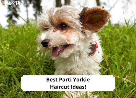 10 Best Parti Yorkie Haircut Ideas! Yorkie Haircut, Floppy Ear Yorkie Haircuts, Yorkie Hairstyles Girl, Parti Yorkie, Parti Yorkie Haircut, Goldendoodle Names, Yorki Beds, Puppy Haircut, Yorkie Haircuts