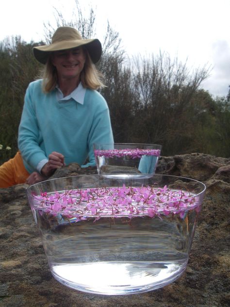 Making+Boronia+Flower+Essence+with+Ian+White Healthy Reminders, Bush Flowers, Bach Flowers, Flower Remedies, Bach Flower Remedies, Flower Remedy, Australian Flowers, Australian Bush, Health Heal