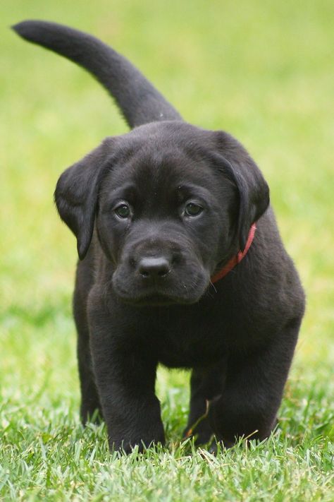 Golden Labrador Puppies, Cute Labrador Puppies, Cute Lab Puppies, Black Labrador Puppy, Smartest Dogs, Black Puppy, Super Cute Puppies, Black Labrador Retriever, Black Lab Puppies