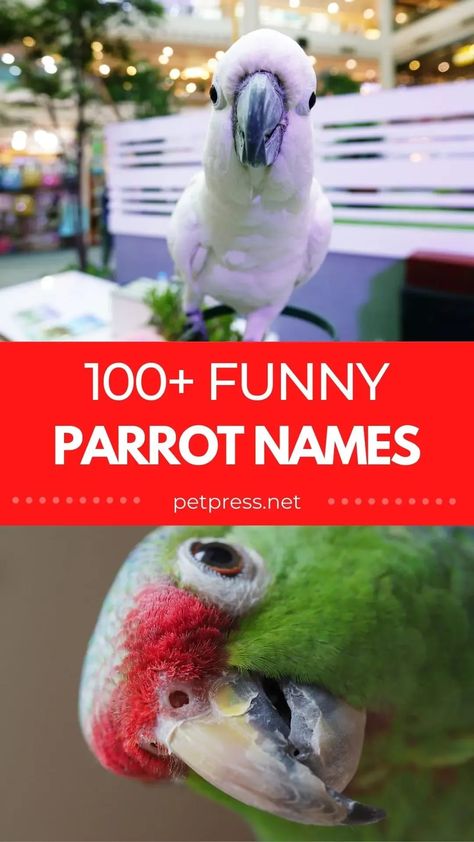 These funny birds have been a part of human life for many years now and we’ve come up with some funny parrot names to call them! Parrot Names, Parakeet Names, Parrot Quotes, Bird Names, Pet Parrot, List Of Birds, French Names, Funny Parrots, Funny Names