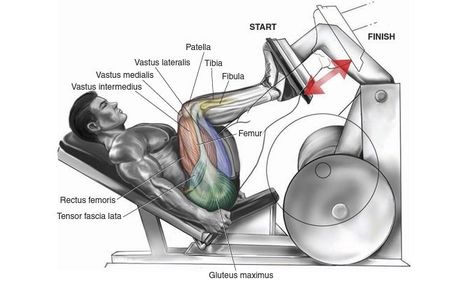 Illustration Of Leg Press Leg Press Workout, Glute Workouts, Best Leg Workout, Leg Press Machine, Best Workout Routine, Leg Training, Leg Day Workouts, Lean Muscle Mass, Workout Chart