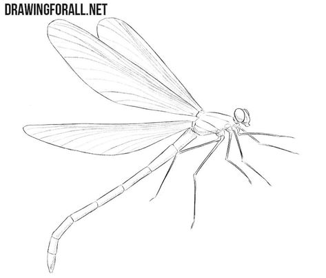 Draw A Dragonfly, Dragonfly Drawings, Narwhal Drawing, Paw Print Drawing, Aril Tatum, Mosaic Dragonfly, Hatch Drawing, Sloth Drawing, Step By Step Sketches