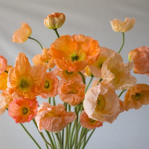 Iceland Poppies, Icelandic Poppies, Fleur Orange, Have Inspiration, Hardy Perennials, California Poppy, Remembrance Day, Gardening Supplies, Flower Farm