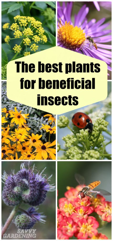 These plants for beneficial insects lure in ladybugs, lacewings, syrphid flies, and other good bugs. Lacewings, Slugs In Garden, Lawn Pests, Pollinator Plants, Garden Bugs, Herb Garden Design, Vertical Herb Garden, Indoor Vegetable Gardening, Garden Insects