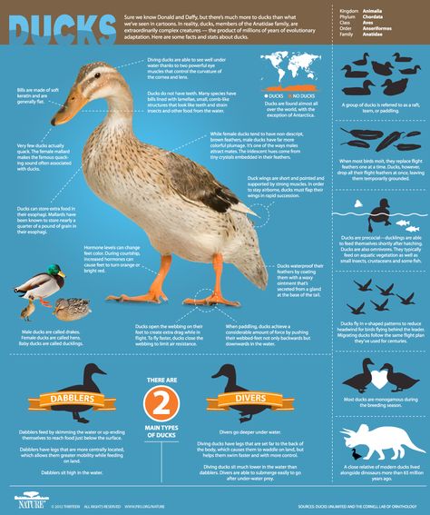 Sure we know Donald and Daffy, but there’s much more to ducks than we’ve seen in cartoons. In reality, ducks—members of the Anatidae family—are extraordinarily complex creatures, the product of millions of years of evolutionary adaptation. Here are some facts and stats about ducks. Types Of Ducks, Backyard Ducks, Duck Coop, Duck Farming, Raising Ducks, Pet Ducks, Duck House, Duck Cartoon, Duck Pond