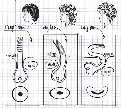 Drawing types of human hair stock illustration Drawing Types, Beauty School Cosmetology, Skin Anatomy, Hair Science, Types Of Humans, Hair Facts, Hair Structure, Hair Academy, Vascular Surgery