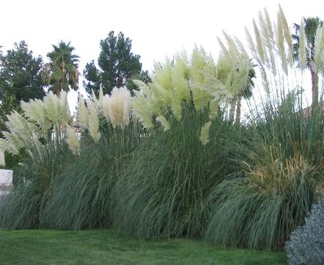 Iowa Whitetail Pampas Grass Pampas Grass Privacy Fence, Grass Border, Tall Ornamental Grasses, Annoying Neighbors, Hedge Plants, Privacy Plants, Perennial Grasses, Dry Garden, Grasses Landscaping