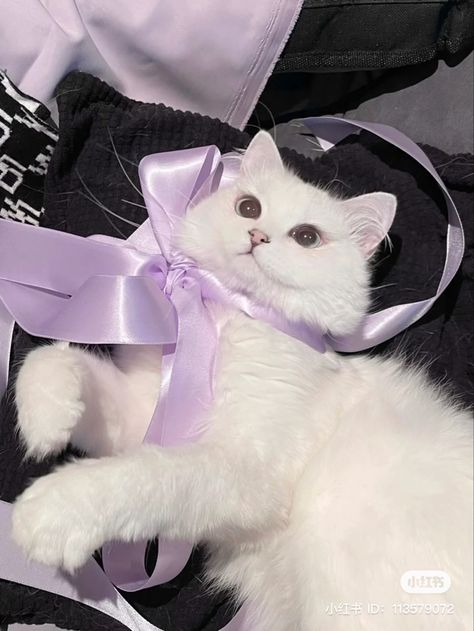 God Of Pain, Annika Volkov, Purple Vibe, Lavender Aesthetic, Purple Themes, Purple Girls, Purple Bows, Purple Cat, Cat Icon