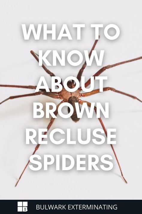 Also known as the violin spider, the Brown Recluse spider is one of the most notorious spider pests in the United States. While most spiders are deemed harmless, a bite from a Brown Recluse can be dangerous and even deadly. Recluse Spider Bite, Brown Recluse Spider Bite, Spider Identification, Dangerous Spiders, Spiders Repellent, Brown Recluse Spider, Recluse Spider, Spider Bite, Brown Recluse