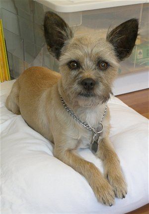 Daisy, the Toxirn (Cairn / Chihuahua hybrid) at about 3 years old Carin Terrier, Cairn Terrier Mix, Tiny Dog Breeds, Toy Fox Terriers, Designer Dogs, Hybrid Dogs, Dog Exercise, Terrier Breeds