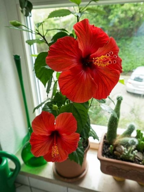 Growing Hibiscus, Hibiscus Tree, Flowers Hibiscus, Indoor Flowering Plants, Hibiscus Plant, Red Hibiscus, Plant Decor Indoor, Indoor Flowers, Natural Garden