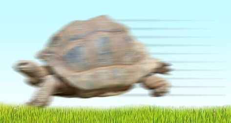 Can Tortoises Run? - Tortoise Expert Tortoise Run, Moving Too Fast, Slow Metabolism, Guinness World Records, Like Animals, Tortoise, Reptiles, Something To Do, Lion Sculpture