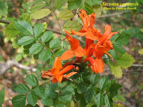 Cape Honeysuckle Hedge, Cape Honeysuckle, Garden Bushes, Honeysuckle Plant, Cape Of Good Hope, Hardiness Zones, Nassau County, Eastern Cape, Flowering Shrubs