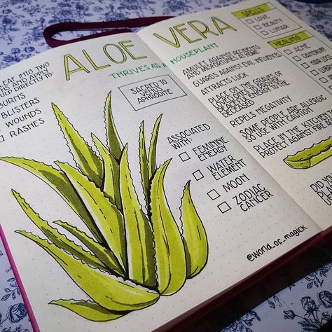 World of Magick on Instagram: “Aloe Vera is one of my favourite houseplants! 🌿 This succulent has long history of medical benefits and has been used for thousands of…” Witch Spring, Healing Abilities, Plant Study, Magia Das Ervas, Green Witchcraft, Plant Journal, Grimoire Book, Magic Herbs, Plant Book