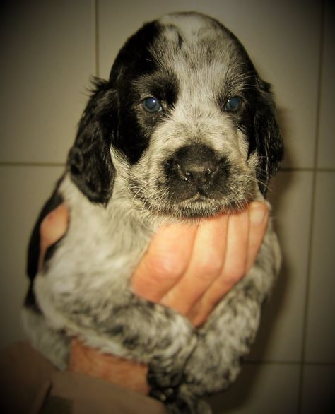 cute 2 months old puppy :) Blue Picardy Epagneul 2 Months Old, 2 Months, Puppies, Dogs, Animals, Blue, Quick Saves