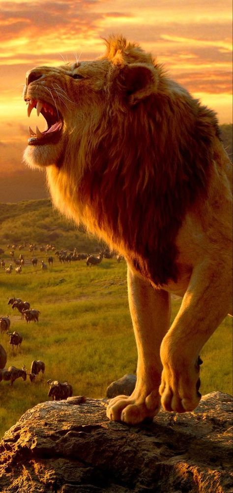 Best attractive forest king lion. Follow us for find in the board so many attractive lion picture. We will try to upload funny lion, cute lion and baby lion picture. 
#lion #attractivelion #forestking #king #forest #wildlife #animal #lionking Lion Wallpaper Iphone, Lion King Animals, King Pictures, Lion Live Wallpaper, Lion King Pictures, Lion Artwork, Lion Photography, Lions Photos, Il Re Leone