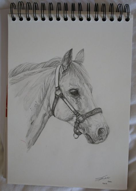 Horse Running Drawing, Horse Sketch Art, Horse Pencil Drawing, Horse Art Drawing, Horse Sketch, Cool Pencil Drawings, Pony Horse, A Pony, Horse Portrait