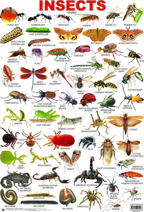 Insects Names, Animals Name In English, Tatabahasa Inggeris, Materi Bahasa Inggris, Types Of Insects, Learning English For Kids, English Vocab, English Tips, Aktivitas Montessori