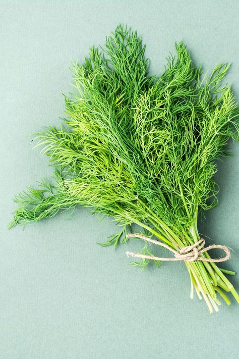 How to Freeze Dill So It Stays Fresh Longer Freezing Fresh Dill, How To Keep Dill Fresh In Fridge, Can You Freeze Dill, Freezing Dill, Dill Dip, 5 Ingredient Dinners, Seafood Pasta, School Food, Summer Entertaining