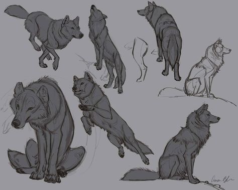 More wolf drawing demos for my upcoming video course, "How To Draw Wolves, Coyotes , and Foxes". Coming soon to CreatureArtTeacher.com… Wolf Poses, Wolf Sketch, Canine Drawing, Wolf Character, Dog Anatomy, Wolf Illustration, Wolf Drawing, Canine Art, 캐릭터 드로잉