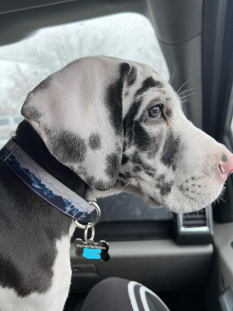 The most perfect Blue harlequin great dane you’ve ever seen💙 Great Dane Spotted, Blue Harlequin Great Dane, Great Dane Blue Harlequin, Great Dane Blue, Harlequin Great Dane Puppy, Mantle Great Dane, Harlequin Great Dane, Blue Great Danes, Harlequin Great Danes