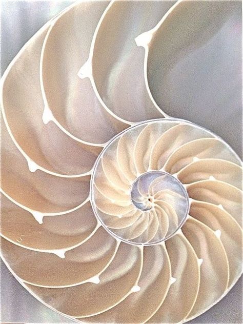 Shell Spirals In Nature, The Golden Mean, Motifs Design, Fibonacci Spiral, Nautilus Shell, Natural Forms, Patterns In Nature, Nautilus, Sacred Geometry