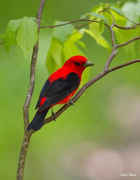 Michigan Birds, Scarlet Tanager, Sun House, Song Birds, Bird Photos, Bird Poster, Kinds Of Birds, Wild Creatures, Bird Watcher