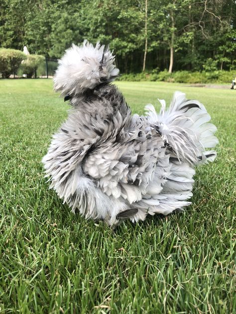 Splash frizzle satin silky Polish Frizzle Chicken, Frizzle Chickens, Chicken Shed, Chicken Hats, Fancy Chickens, Backyard Chicken Coop Plans, Silkie Chickens, Family Compound, Beautiful Chickens